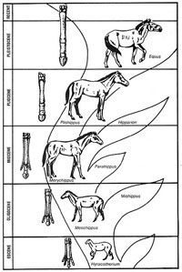 Horse series diagram promoting evolution from I.C.R.
