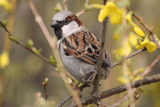 House Sparrow