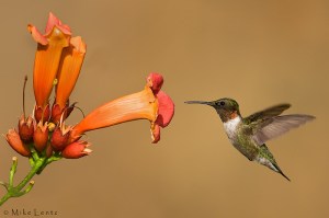 hummingbird-at-trumpetvine-mikelentz