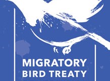 Looking Back 100 Years, at the Migratory Bird Treaty: A Bird’s-eye View of How It was&nbsp;Hatched