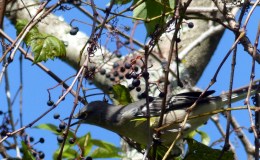 Lee’s One Word Monday –&nbsp;9/19/16