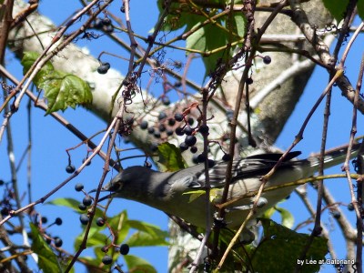 Mockingbird at Gatorland 9-17-16 by Lee