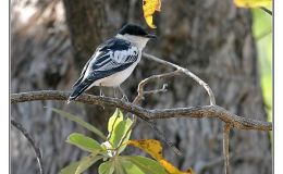 Ian’s Bird of the Week – Long-tailed and White-winged&nbsp;Trillers