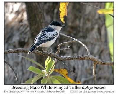 White-winged Triller (Lalage tricolor) Breeding Male by Ian