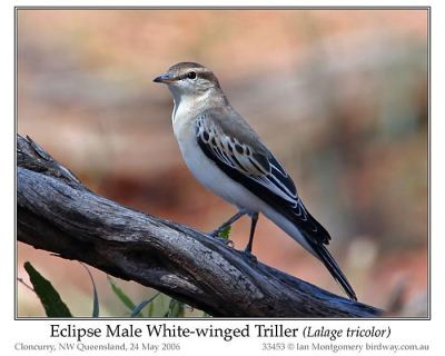 White-winged Triller (Lalage tricolor) Eclipse Male by Ian