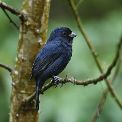 Blackish-blue Seedeater (Amaurospiza moesta) ©WikiC