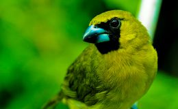 Sunday Inspiration – Cardinalidae&nbsp;Wrap-up