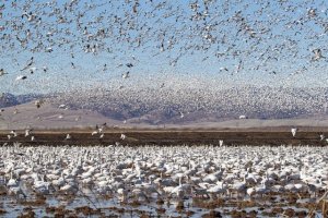 snowgeees-migrating-huge-flock-california