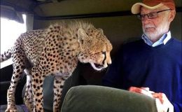 A Curious Cheetah – from an&nbsp;email