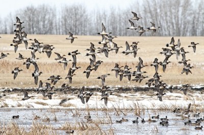 wigeons-and-pintails-saskatchewan-canada-conservator