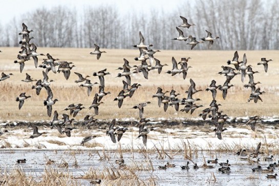 wigeons-and-pintails-saskatchewan-canada-conservator