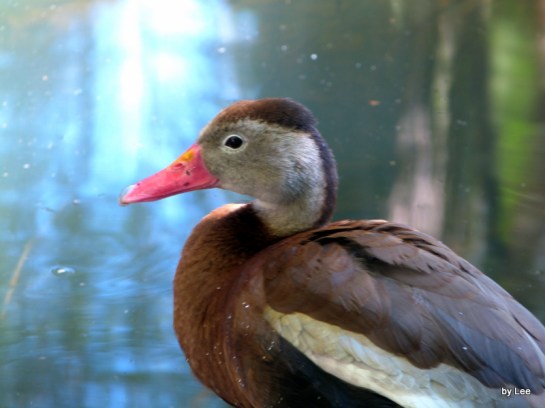 Anat Black-bellied Whistling Duck (Dendrocygna autumnalis) by Lee at Palm Beach Zoo
