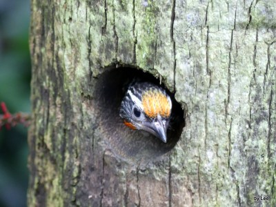 Black Spotted Barbet (Capito niger) Juvenile at Zoo Miami by Lee 10-2016