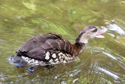 Spotted Whistling Duck (Dendrocygna guttata) by Lee at Zoo Miami