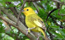 Saffron Finch at the Cloud&nbsp;Forrest