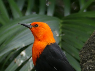 Scarlet-headed Blackbird at Zoo Miami by Lee