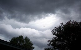 What Happens To Birds In Hurricanes? –&nbsp;Repost