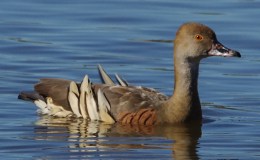 Grass (Plumed) Whistling Duck Family –&nbsp;Video