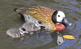 Sunday Inspiration – Whistling, White-backed Ducks, and&nbsp;Geese