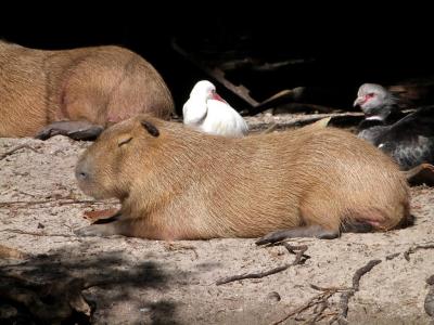 ANS-Anhm Southern Screamer (chauna torquata)with a Capybara by Lee at Palm Beach Zoo