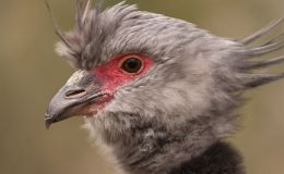 Sunday Inspiration – Anseriformes I ~ Screamer and Magpie&nbsp;Goose