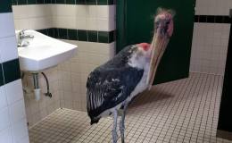 Stork and Other Zoo Animals During The&nbsp;Hurricane