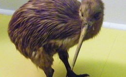 Strange Kiwis from Creation&nbsp;Moments