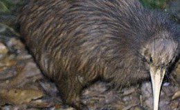 Lee’s Three Words – It Is&nbsp;Night