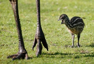 Emu (Dromaius novaehollandiae) Baby by WaltDaily©©