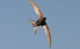 Making a Joyful Noise in Estonia’s Tallinn: A Quick Memoir of Common&nbsp;Swifts