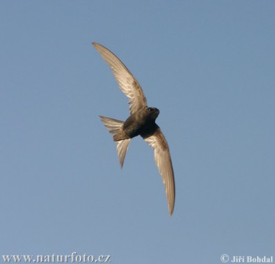 commonswift-jiribohdal-photo
