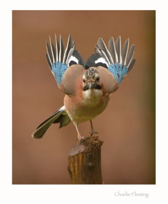Eurasian Jay ©Charlie Fleming