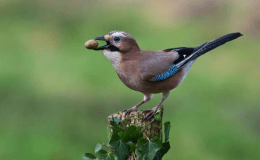 EURASIAN JAY:  ‘JAY OF THE OAKS’ ADMIRED IN&nbsp;FINLAND