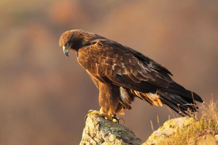 goldeneagle-perching-wildechotours