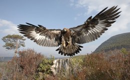 “E” is  for  Eagles and Eiders: “E” Birds”, Part&nbsp;1