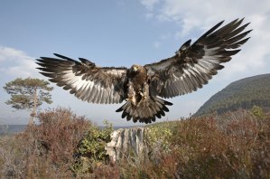 goldeneagle-swooping-down-netns-wildlifezone