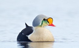 Sunday Inspiration – The Last of the Anatidae&nbsp;Family