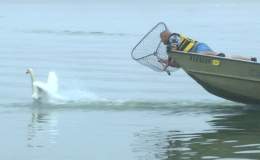 Lake Morton Swan Roundup –&nbsp;2016