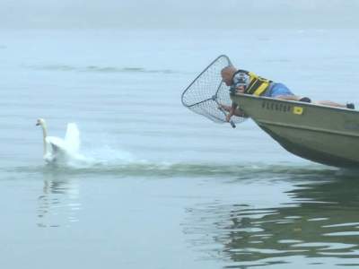 lakeland_swan_roundup_20131023084708_640_480