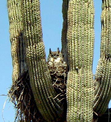 Owl in the Desert ©Alan Dommy