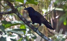 Creation Moment’s – Tool Users That Are Something To Crow&nbsp;About