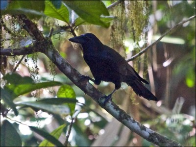 New Caledonian Crow (Corvus moneduloides) by Ian Montgomery