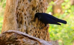 The Best Toolmakers in the World by Emma&nbsp;Foster