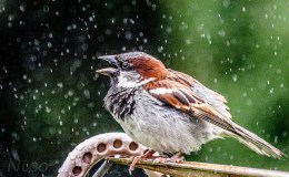 Lee’s Four Word Thursday –&nbsp;10/6/16