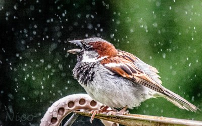 House Sparrow (Passer domesticus) In Rain ©Flickr Nicole Nicky