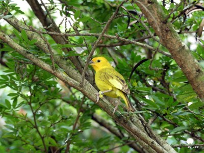  Saffron Finch (Sicalis flaveola) by Lee