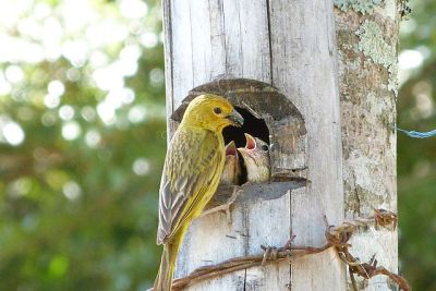 Saffron Finch (Sicalis flaveola) Female ©WikiC