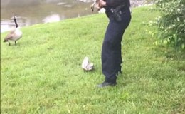 The Goose That Called The&nbsp;Police