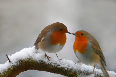 Robins in Snow ©Deanna Greens