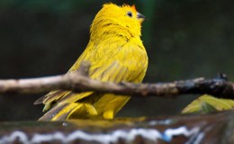 Lee’s Six Word Saturday –&nbsp;5/20/17